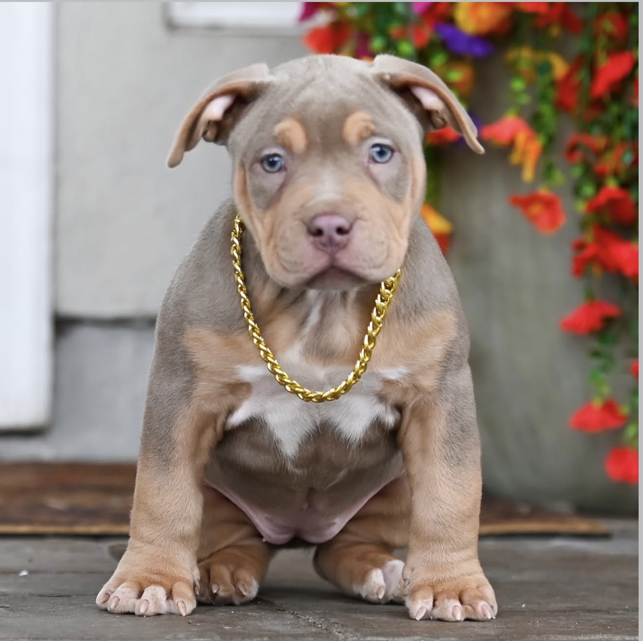 XL Bully for sale