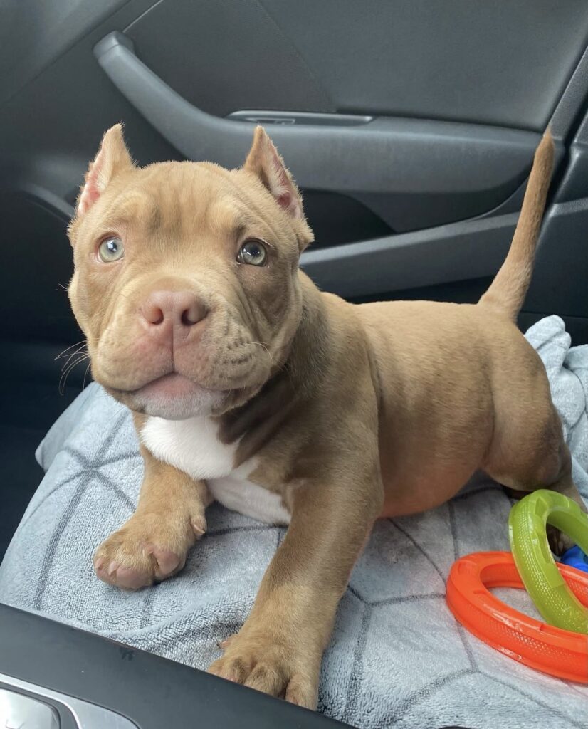 Micro bully for sale